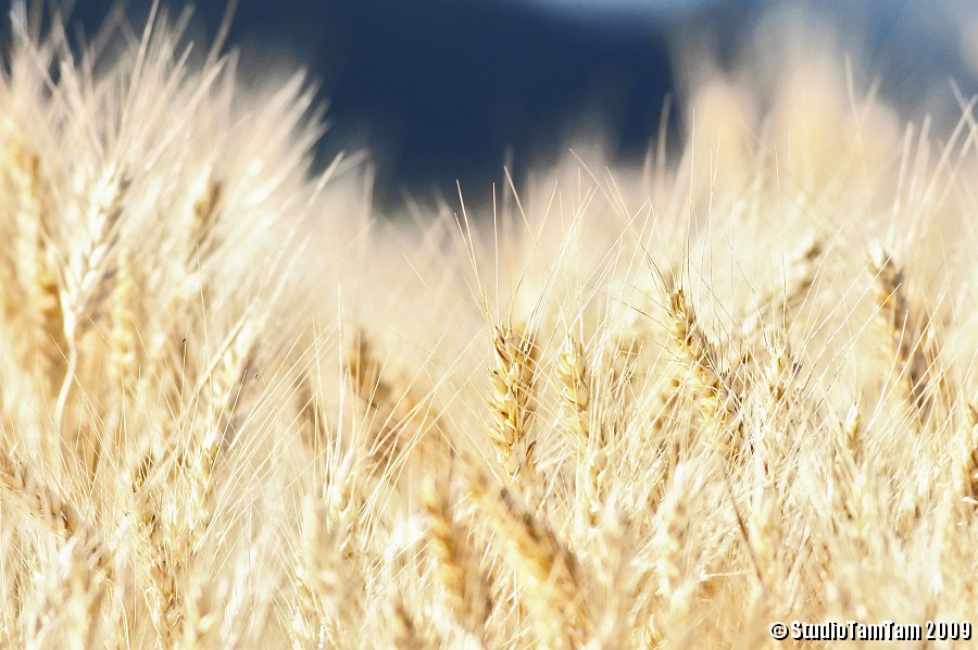 Grano al sole.jpg